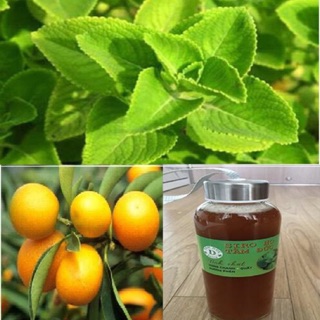 Húng chanh Tâm Đức Siro