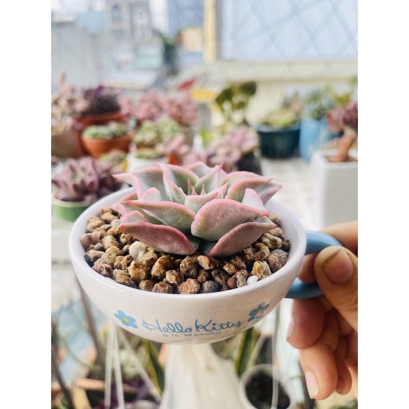 1kg Đá masato, đá xanh zeolite rải mặt