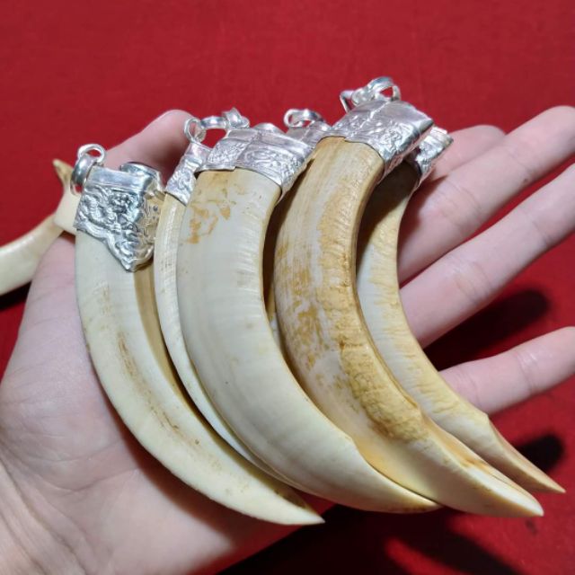 Mặt dây chuyền hình nanh bọc bạc