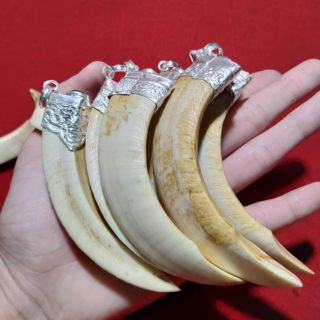 Mặt dây chuyền hình nanh bọc bạc