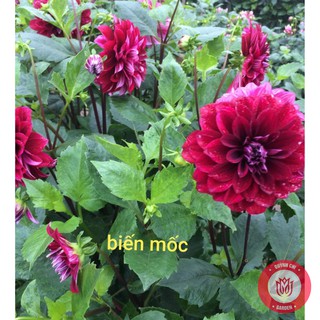 Củ Giống Thược Dược Nội Giống Hoa