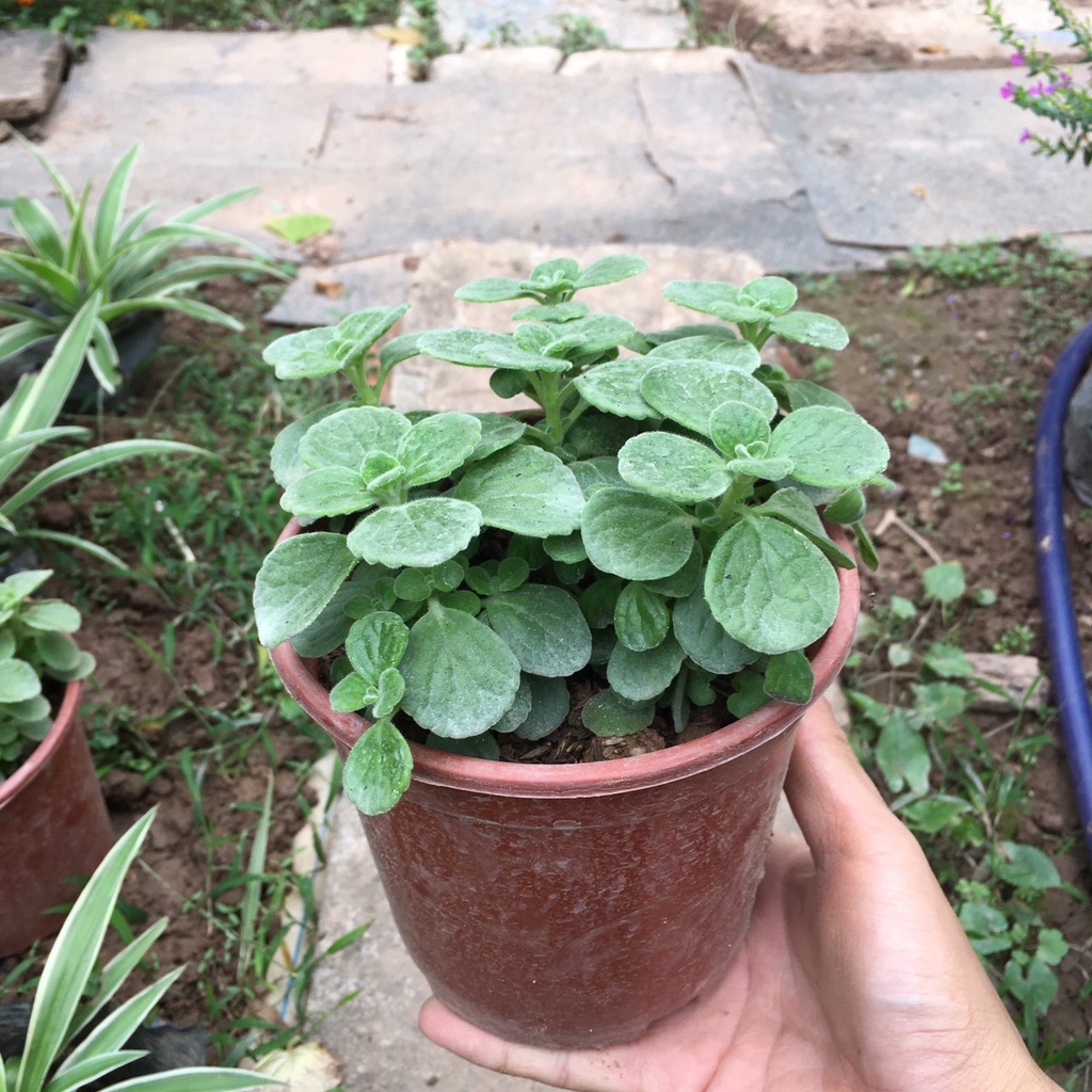 Cây Sen Thơm  Toả Hương Thơm Dễ Chịu