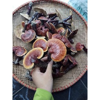 Nấm lim xanh 100gr hàng chuẩn kon-tum