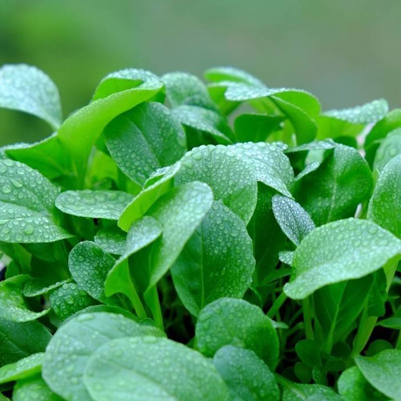 Hạt giống cải ngọt bông ăn non- rau củ quả trồng chậu, sân vườn ban công ngon giòn ngọt nảy mầm cao 20g RADO308