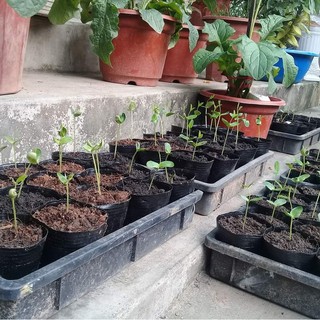  HẠT GIỐNG HOA ĐẬU BIẾC