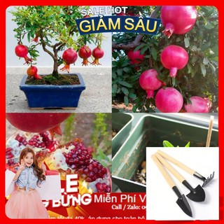 Hạt Giống Cây Lựu Lùn - 10 Hạt / Gói - Tặng Kèm Bộ Dụng Cụ Trồng Cây Mini