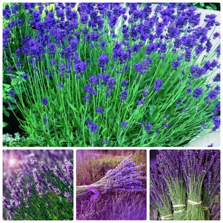 Hạt giống hoa oải hương lavender