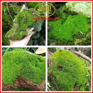 Đá san hô có rêu hoặc bào tử rêu trang trí hồ cá, hồ bán cạn, gốc cây, tiểu cảnh, thạch xương bồ 2kg