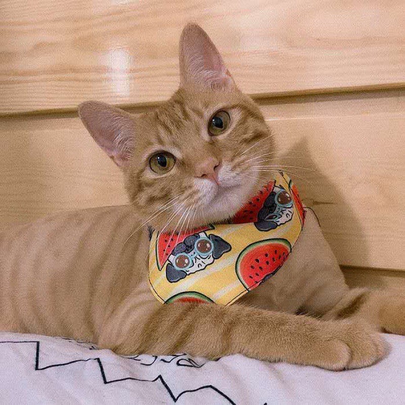 🎾 YẾM TAM GIÁC SIÊU XINH CHO CHÓ MÈO!