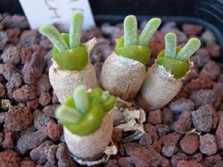 Hạt giống cây tai thỏ (~50 hạt)