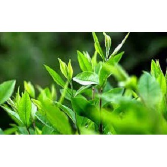 100g bột trà xanh Thái Nguyên - Nguyên chất 100% - Sạch