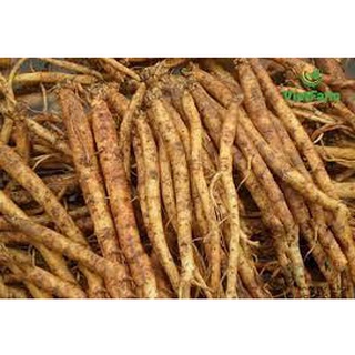 CÂY CÁT SÂM GIỐNG