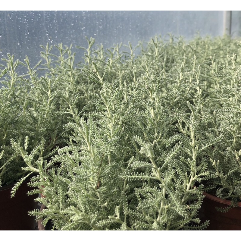 cây lavender cotton- cỏ hương thơm- santolina