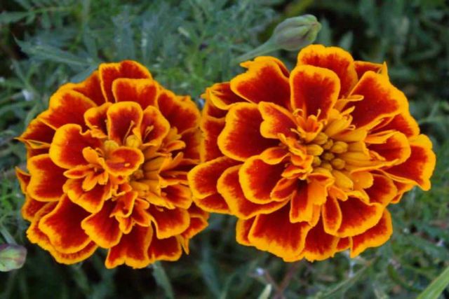 HẠT GIỐNG VẠN THỌ PHÁP LÙN  - FR.MARIGOLD