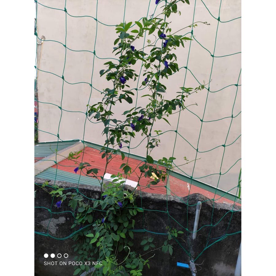 Lưới trồng cây có biên chịu lực