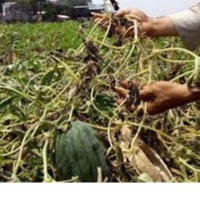 THUỐC TRỪ BỆNH: SUPER 400SC. ĐẶC TRỊ THỐI TRÁI, XÌ MỦ, CHÁY BÌA LÁ, THÁN THƯ,RỈ SẮT, NẤM HỒNG, PHẤN TRẮNG, GHẺ SẸO
