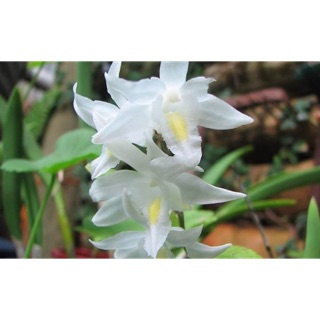 1 cây lan bạch câu con