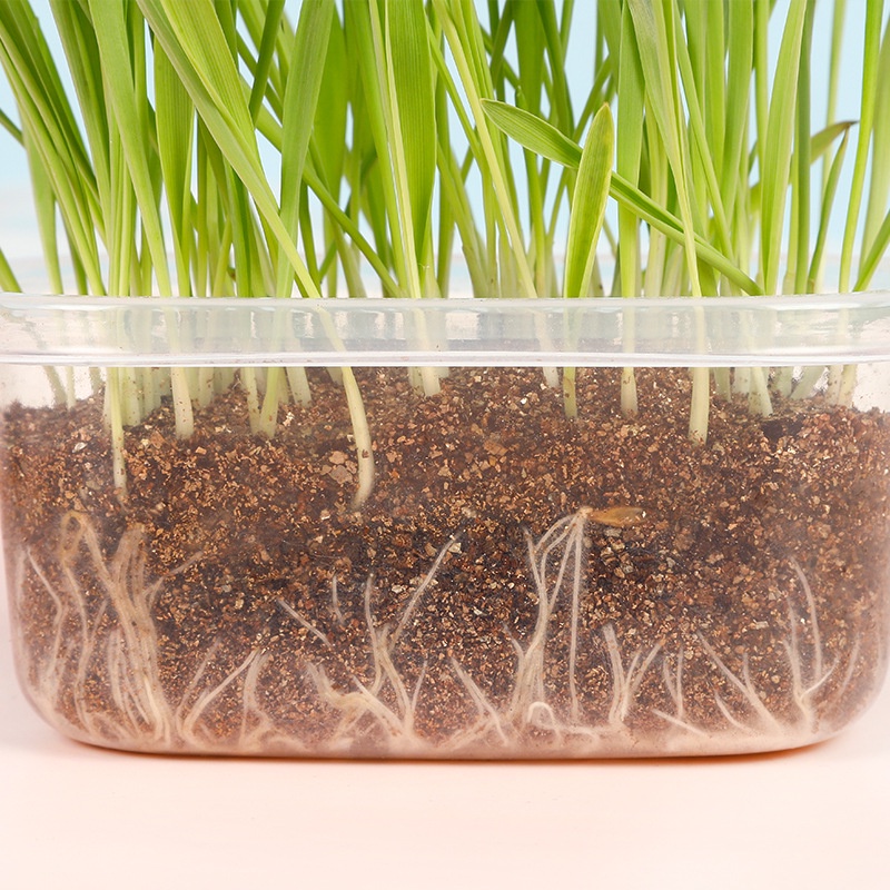Kit cỏ mèo / catnip tự trồng tại nhà tiện lợi tốt cho tiêu hóa của mèo