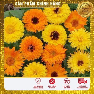 Hạt Giống Hoa Cúc Su Si mix ( 50 hạt )