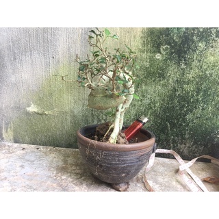 cây duối mini 4 năm tuổi( ảnh thật của cây)