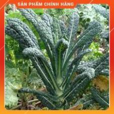 HẠT GIỐNG CẢI KALE GÓI 5 GRAM