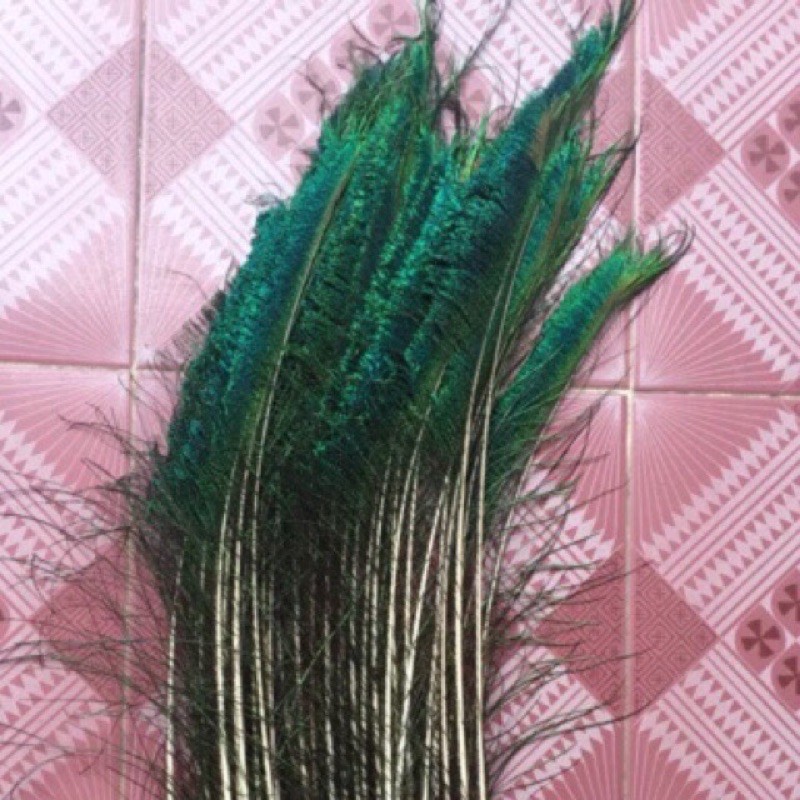 lông công - lông rìa 80cm loại 1