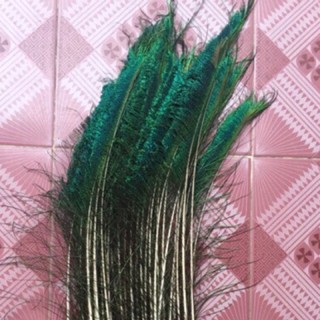Lông công - lông rìa 80cm loại 1