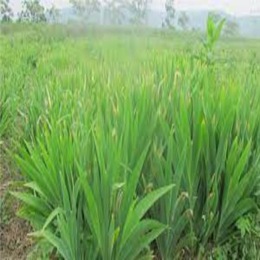Xạ can  tươi, khô, giống