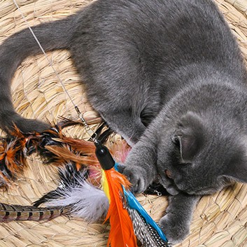 Đồ chơi mèo có thể co giãn Cần câu cá có thể thu vào Loại ba phần Gậy mèo vui nhộn