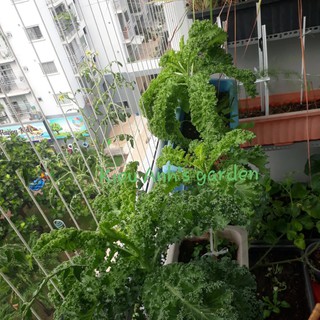 Hạt giống cải xoăn kale, đóng gói 2gr