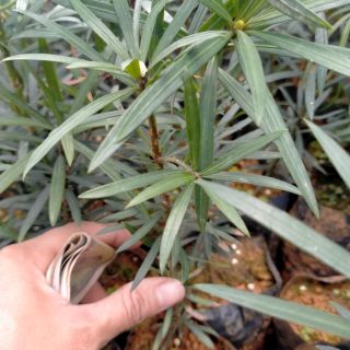 CÂY GIỐNG TÙNG LA HÁN(vạn niên Tùng)(tặng kèm túi phân bón0