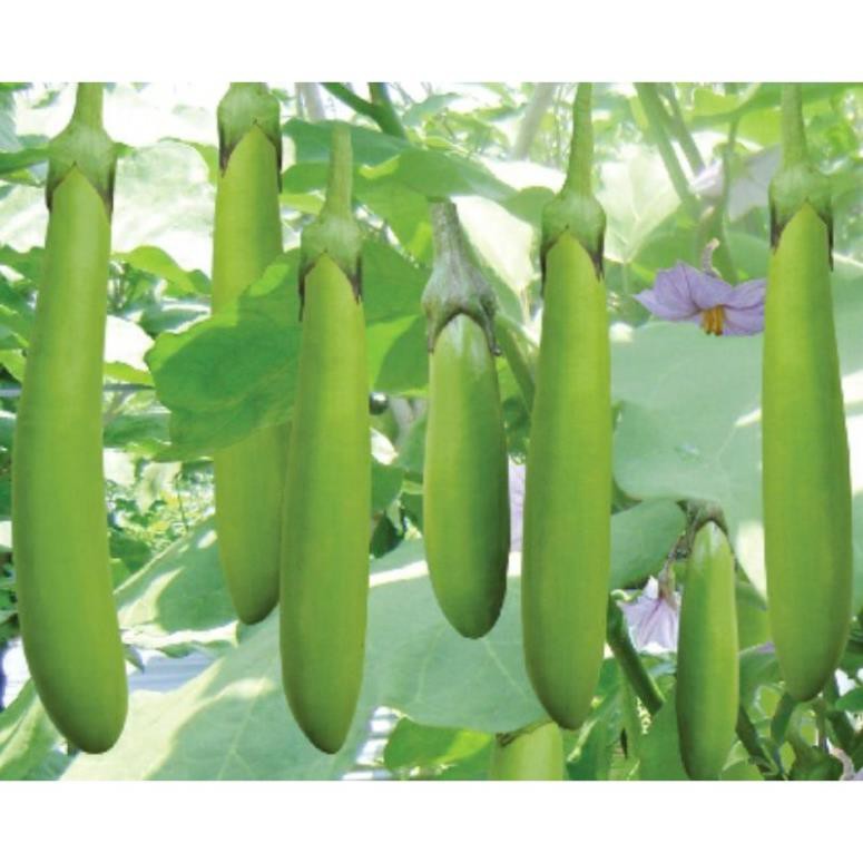 Hạt giống cà xanh mỡ