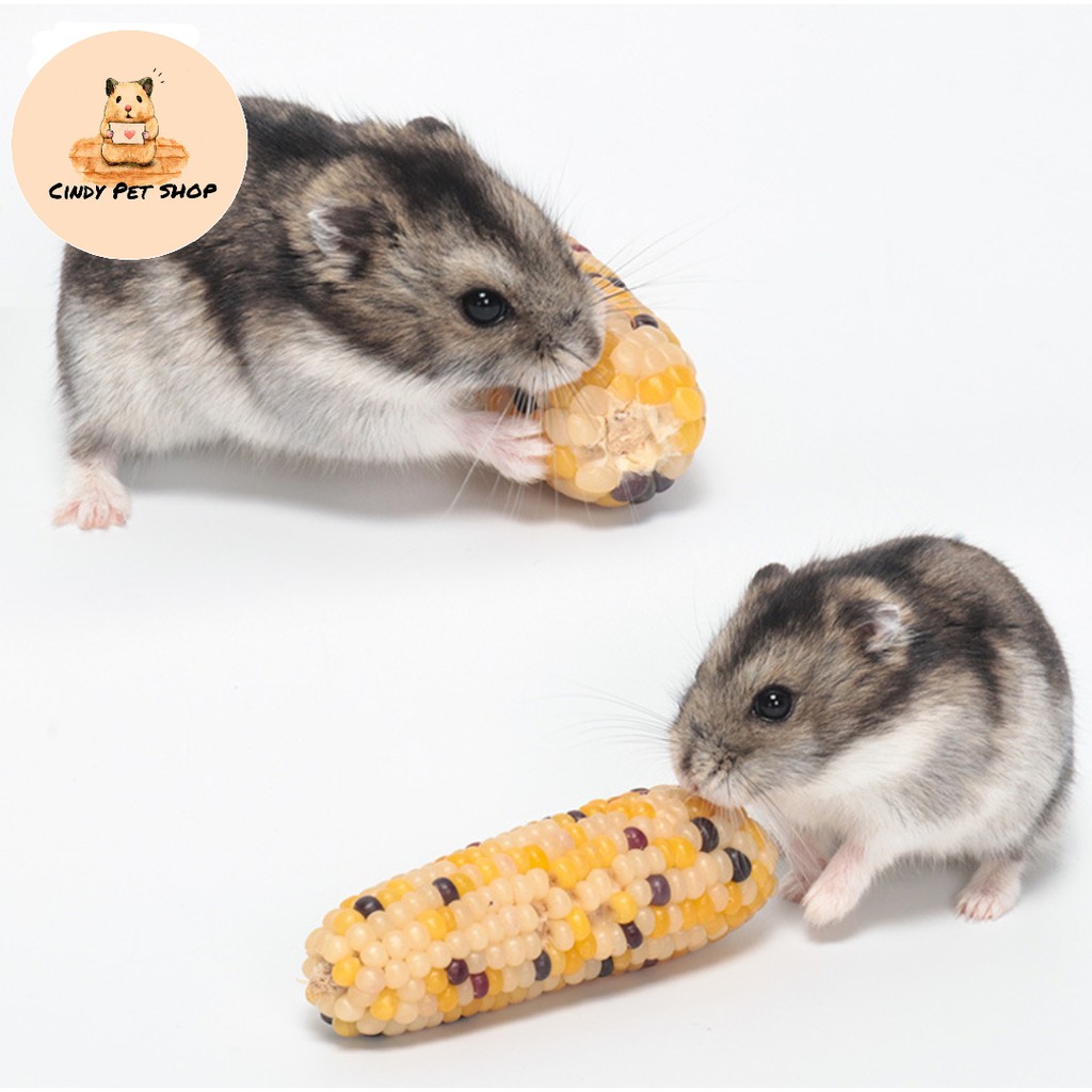 Bắp khô nguyên quả ăn dặm kiêm mài răng cho Hamster, Thỏ, Bọ, Sóc, Chó...