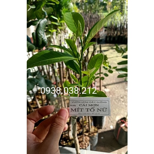 CÂY MÍT TỐ NỮ