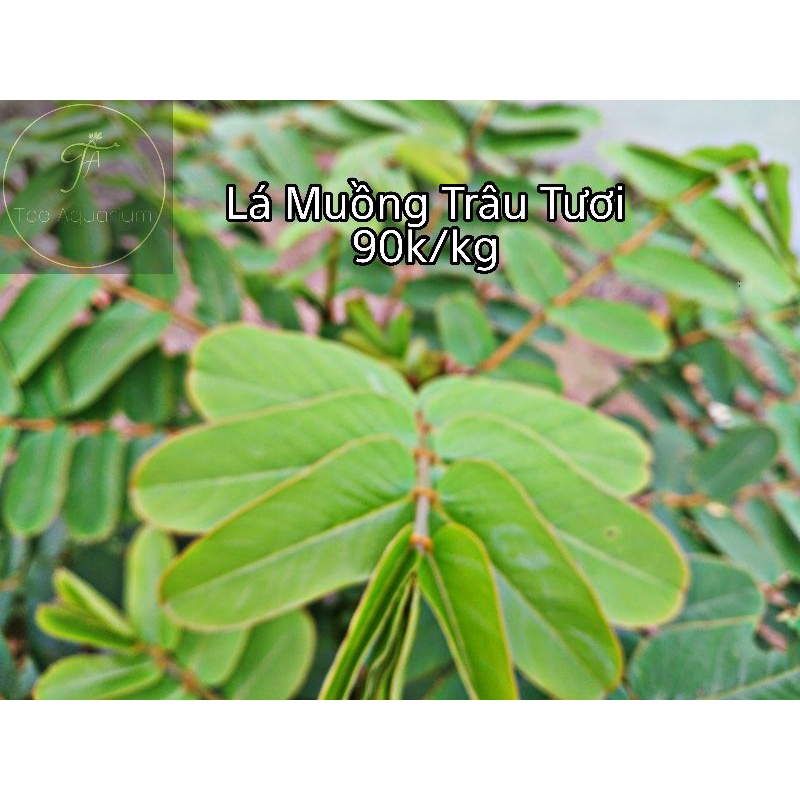 MUỒNG TRÂU KHOẢNG 1KG