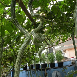 Hạt Giống Mướp Rắn