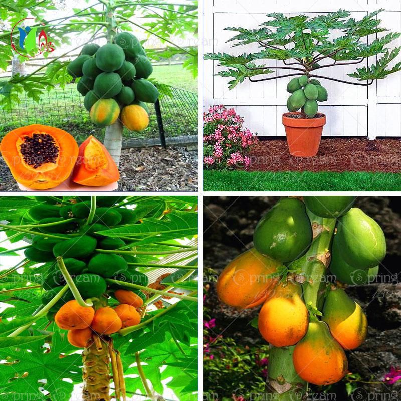Hạt giống đu đủ lùn giá rẻ