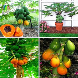 Hạt giống đu đủ lùn giá rẻ