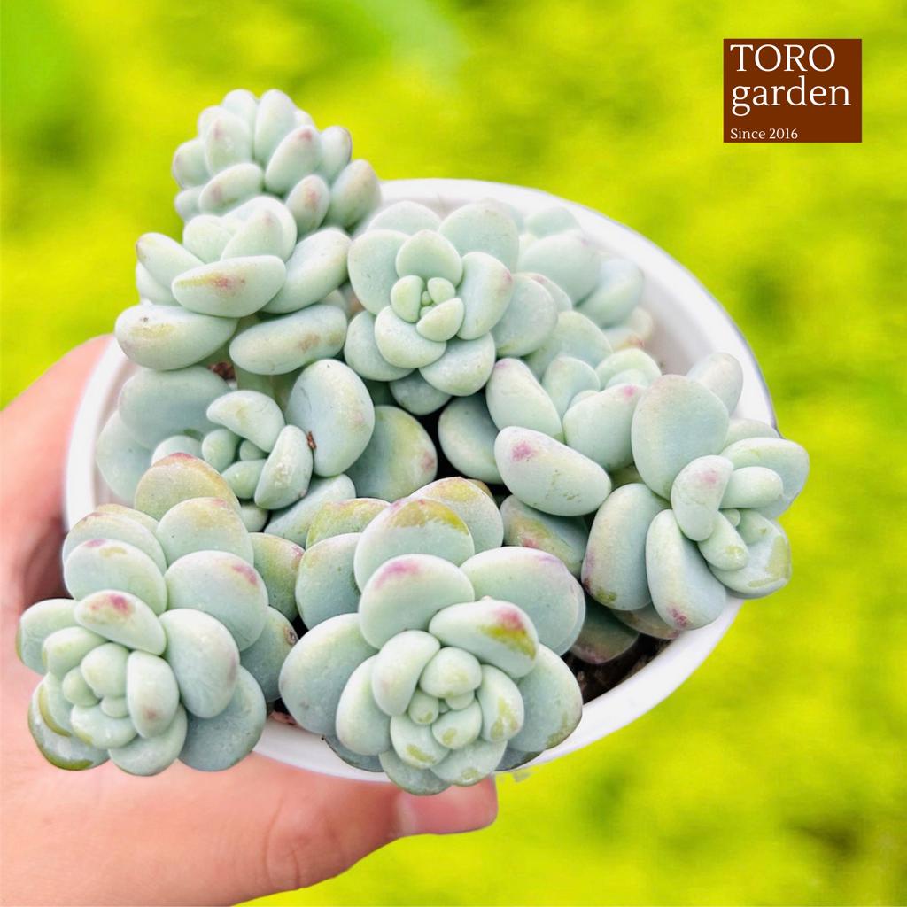 Sen đá sỏi thiên thanh Đà Lạt size trung bình 10 cm cây cảnh trang trí nhà cửa Toro garden