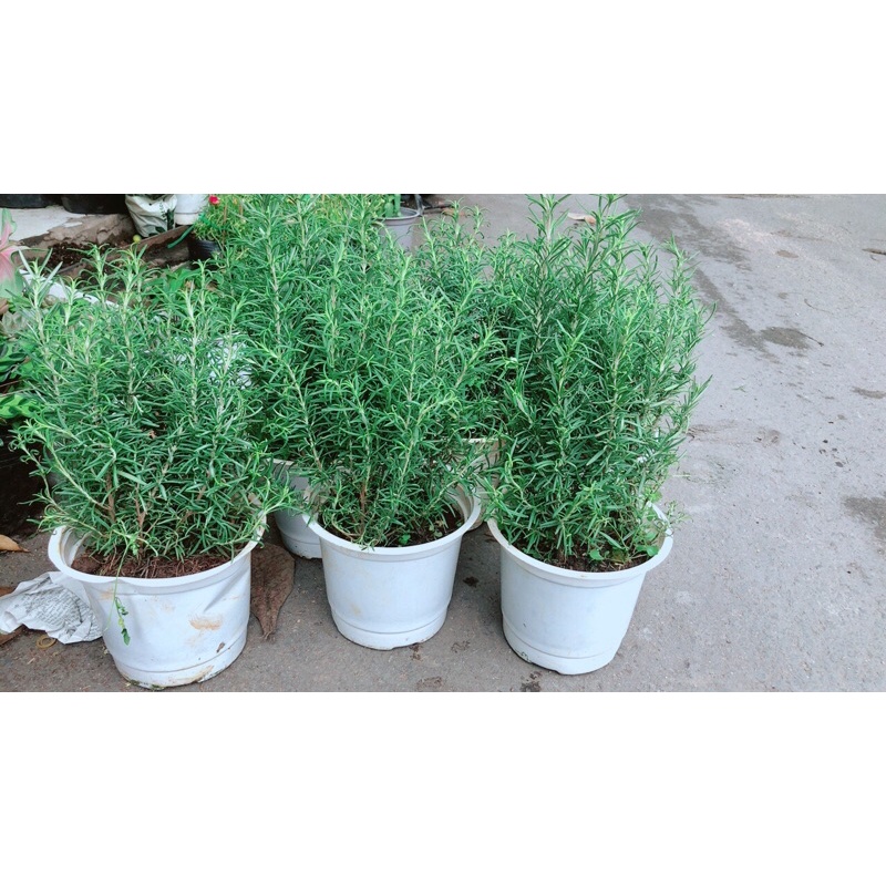 Hương Thảo đuổi muỗi tốt
