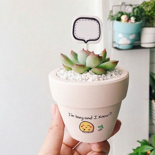 Sen đá MIX CHẬU VẼ để bàn
