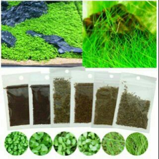 HẠT GIỐNG TRỒNG THỦY SINH( Trân châu lá lớn ,trân châu lá nhỏ, cỏ tình yêu..... Vvv