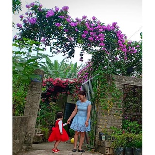 cây giống lan tỏi