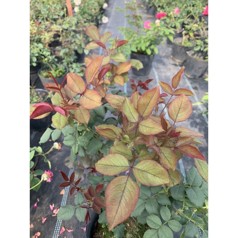 Cây hoa hồng bụi Color Shell viền hồng, cây nguyên chậu cao 50-60cm. thienan22916