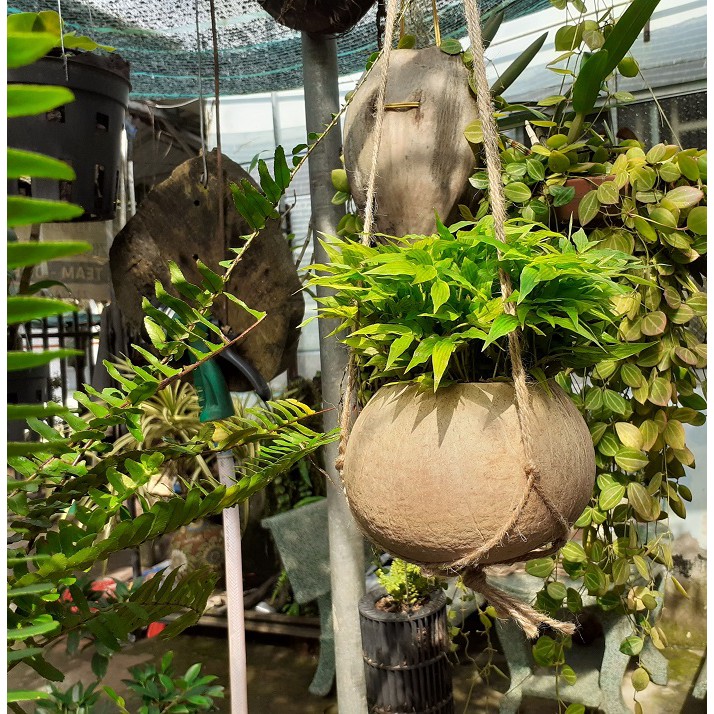 Chậu treo trồng hoa Gáo Dừa dây đan| YESCOCO XUỎNG SẢN XUẤT
