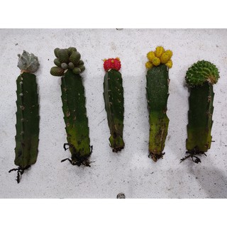 Combo 5 cây xương rồng tháp - khác nhau