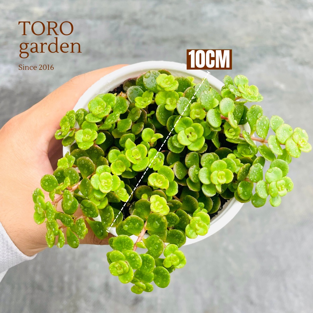 Sen đá sedum vảy cá Đà Lạt size trung bình cây cảnh trang trí nhà cửa Toro garden