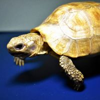 Shop Rùa Cảnh Miền Nam- KN