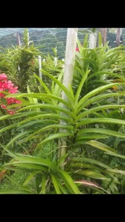 Combo 10 cây Lan mokara màu đỏ