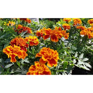 HẠT GIỐNG HOA CÚC VẠN THỌ PHÁP